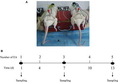 Electro-Acupuncture Affects the Activity of the Hypothalamic-Pituitary-Ovary Axis in Female Rats